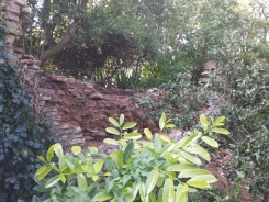 Wall damaged by ivy and other plants