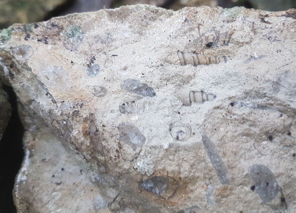 Fossils in old walling stone.