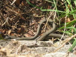 Grass snake