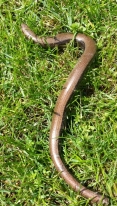 Slowworm